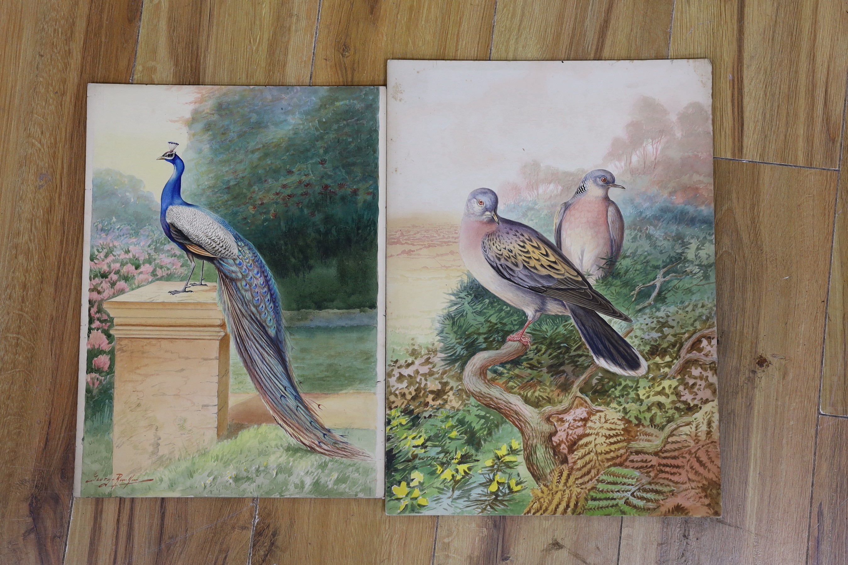 George Rankin (1864-1937), two watercolours, Peacock and Turtle Doves, signed, largest 40 x 29cm, unframed